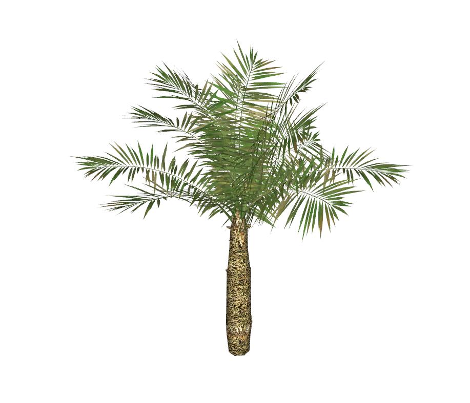 棕榈科植物 (2)-1