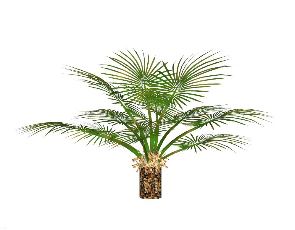 棕榈科植物 (4)-1
