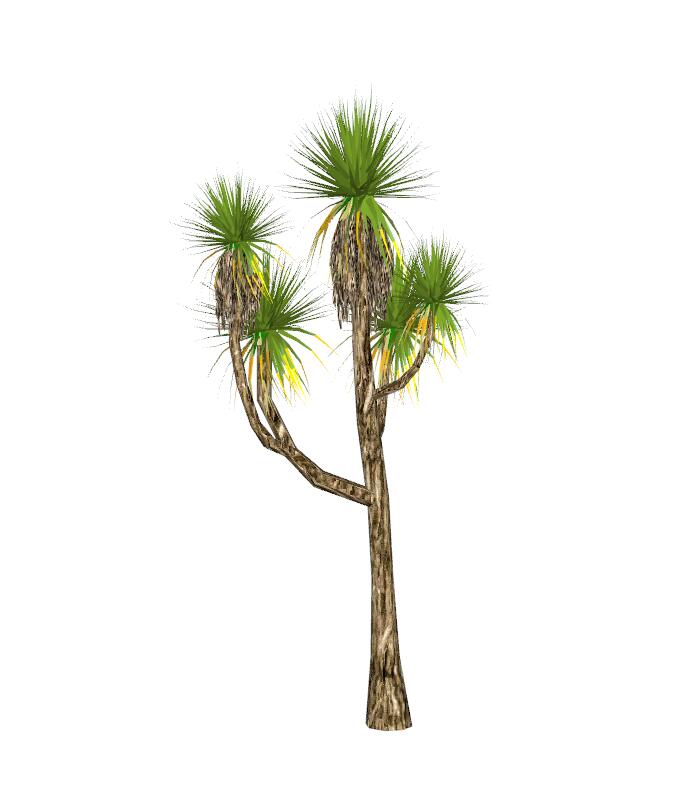 棕榈科植物 (5)-1