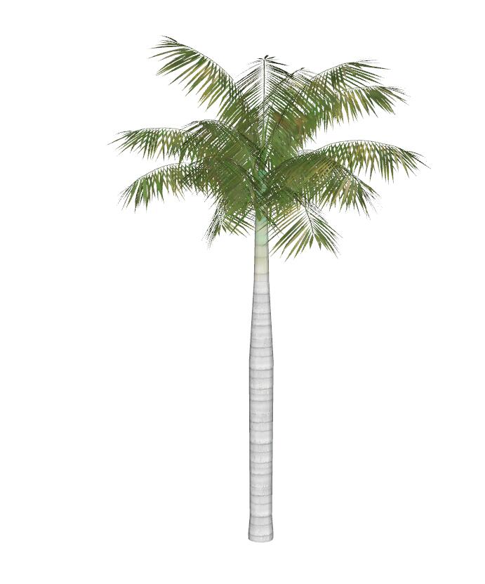 棕榈科植物 (6)-1
