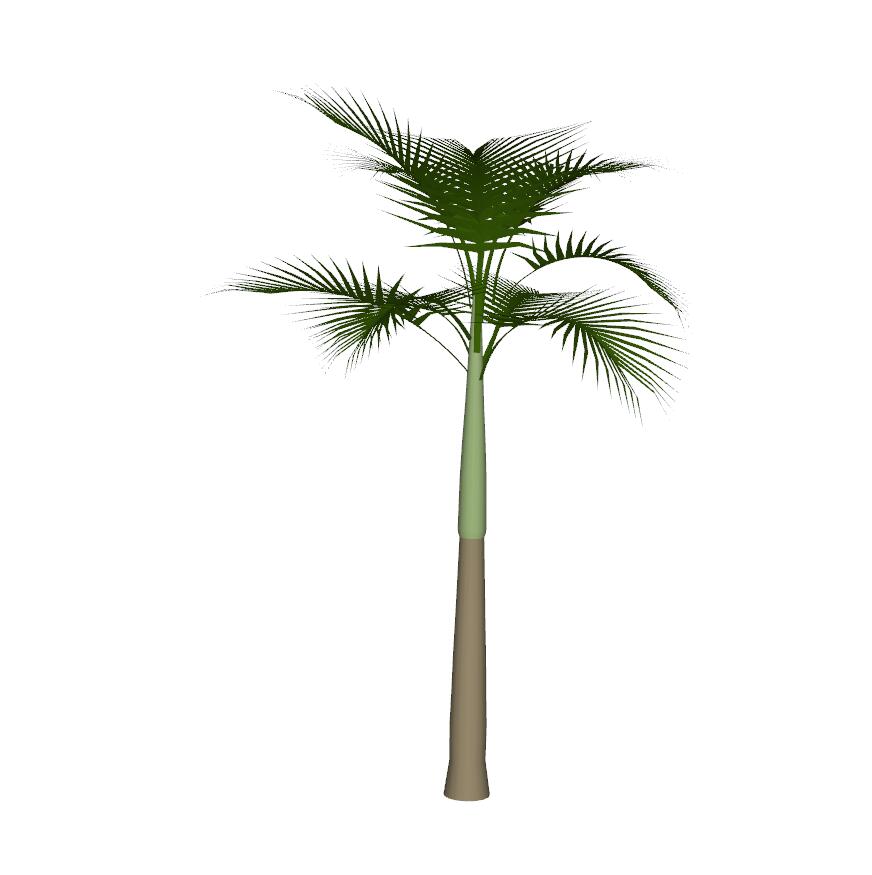 棕榈科植物 (13)-1