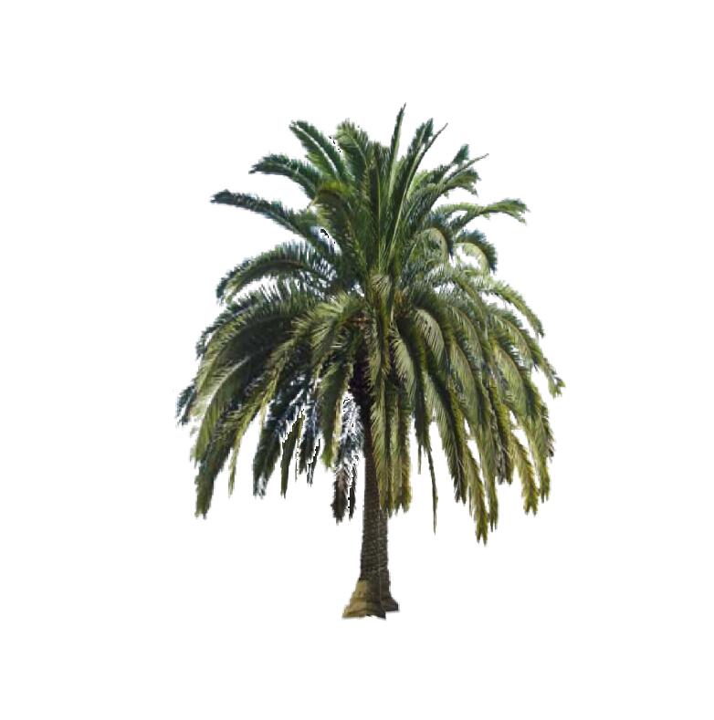 棕榈科植物 (14)-1