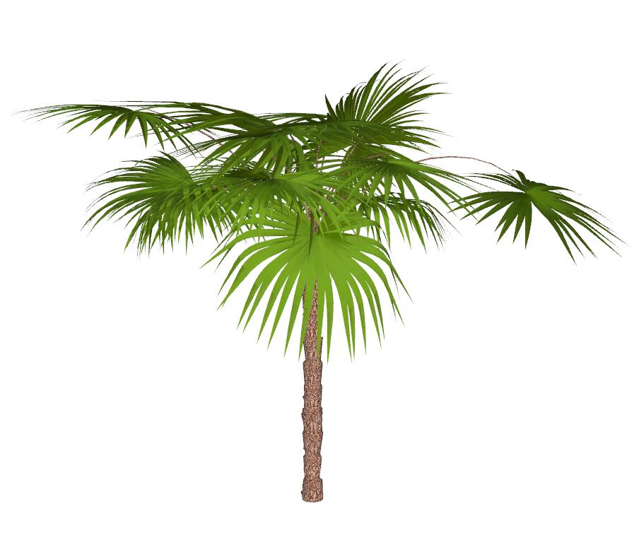 棕榈科植物 (17)-1
