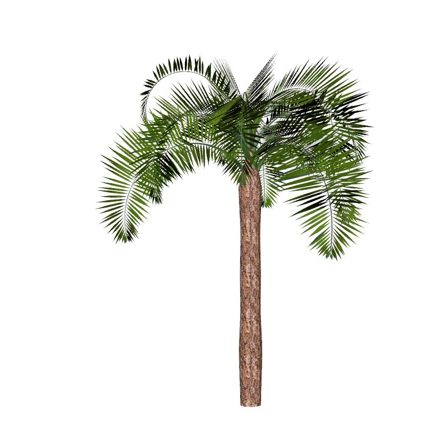 棕榈科植物 (20)-1