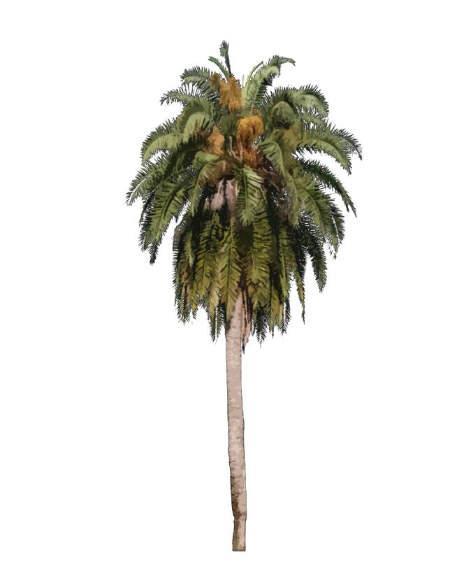 棕榈科植物 (22)-1