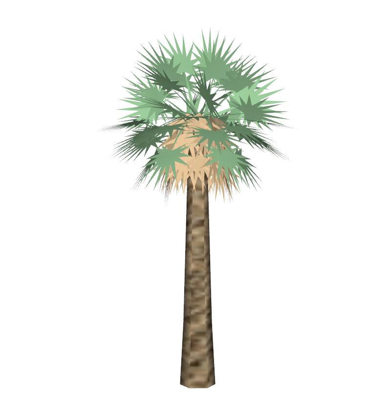 棕榈科植物 (26)-1
