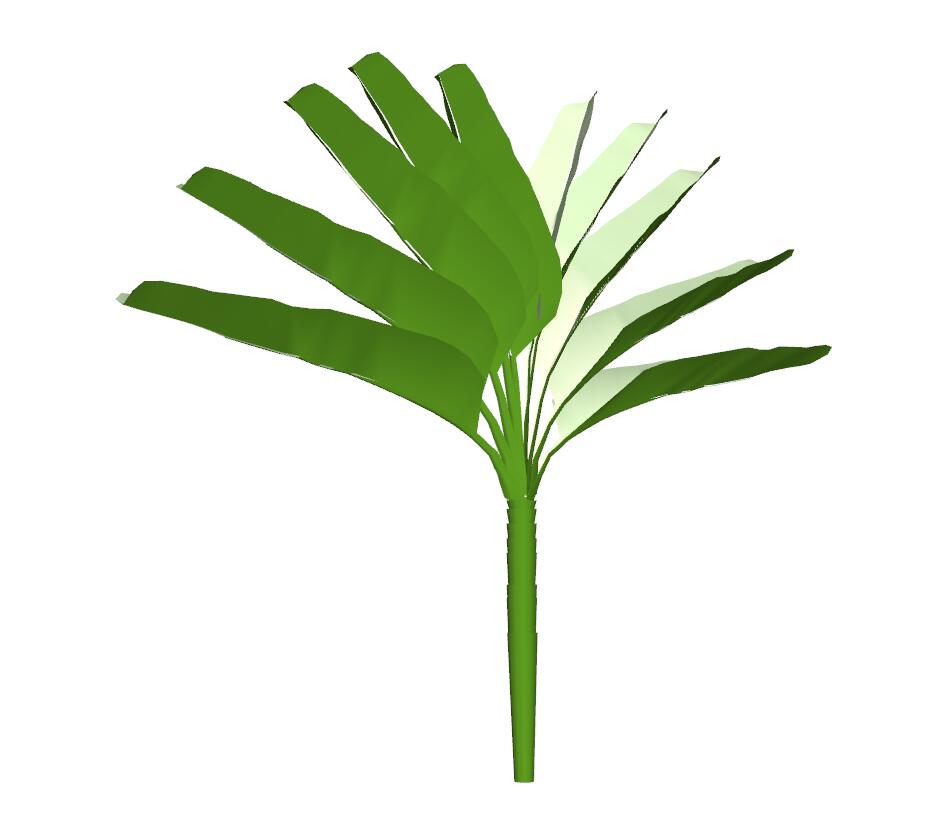 棕榈科植物 (27)-1
