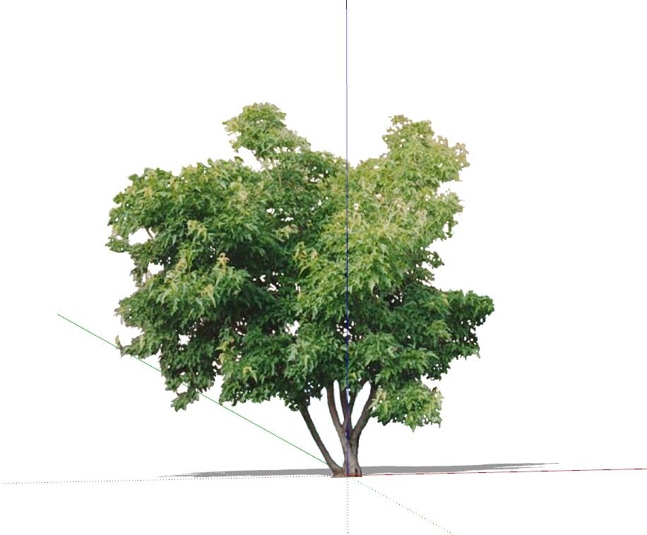手绘植物 (51)-1