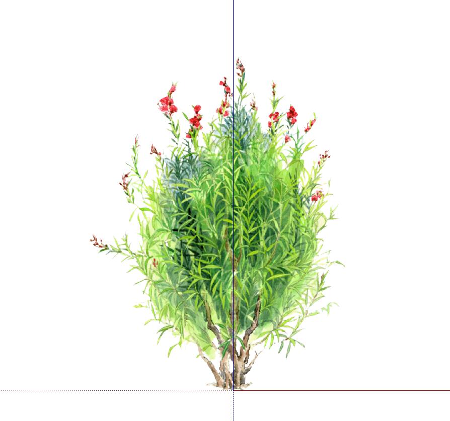 手绘植物 (66)-1
