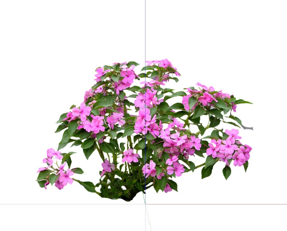 花卉灌木 (42)-1