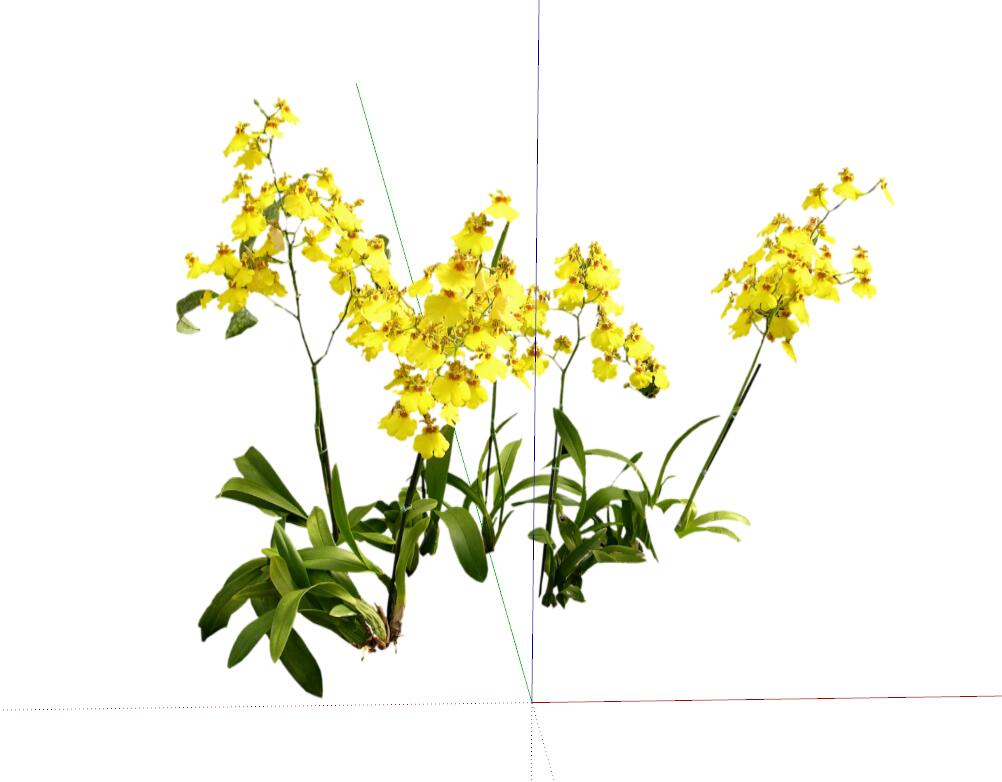 花卉灌木 (50)-1