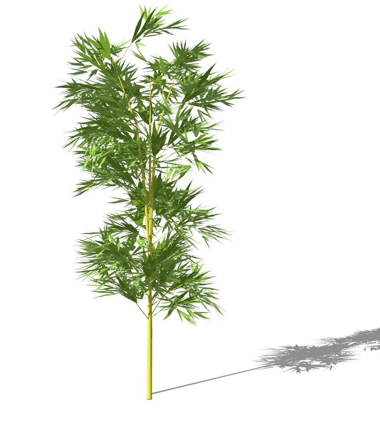 竹子植物 (2)-1