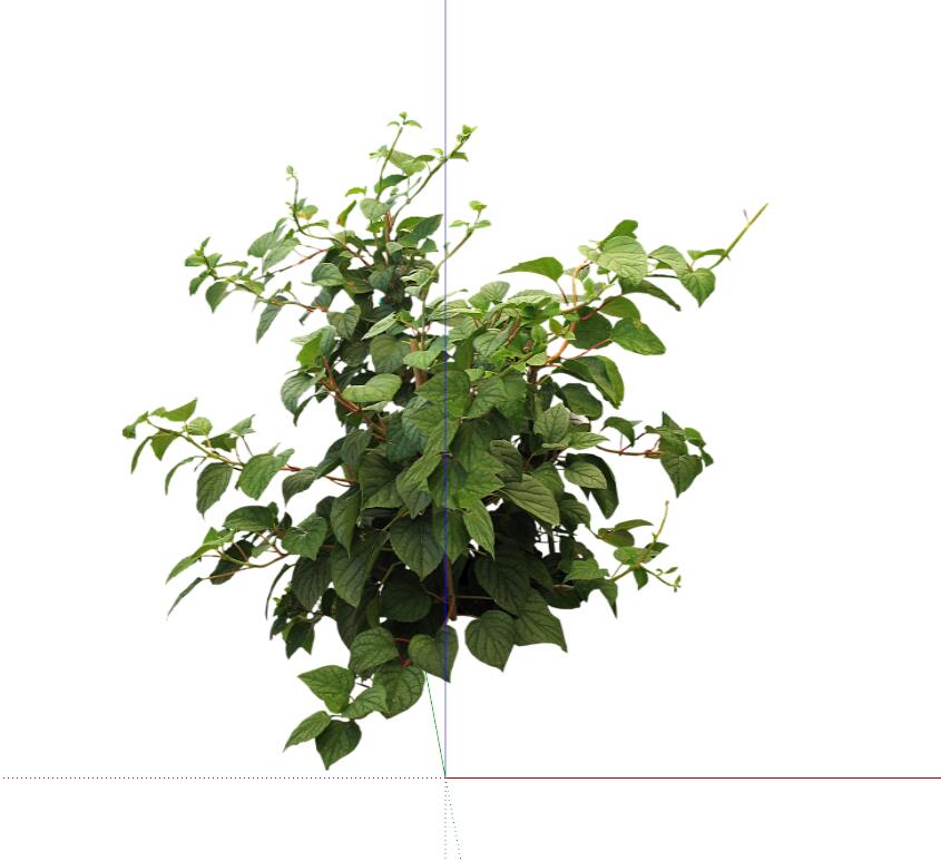 常绿灌木 (9).jpg