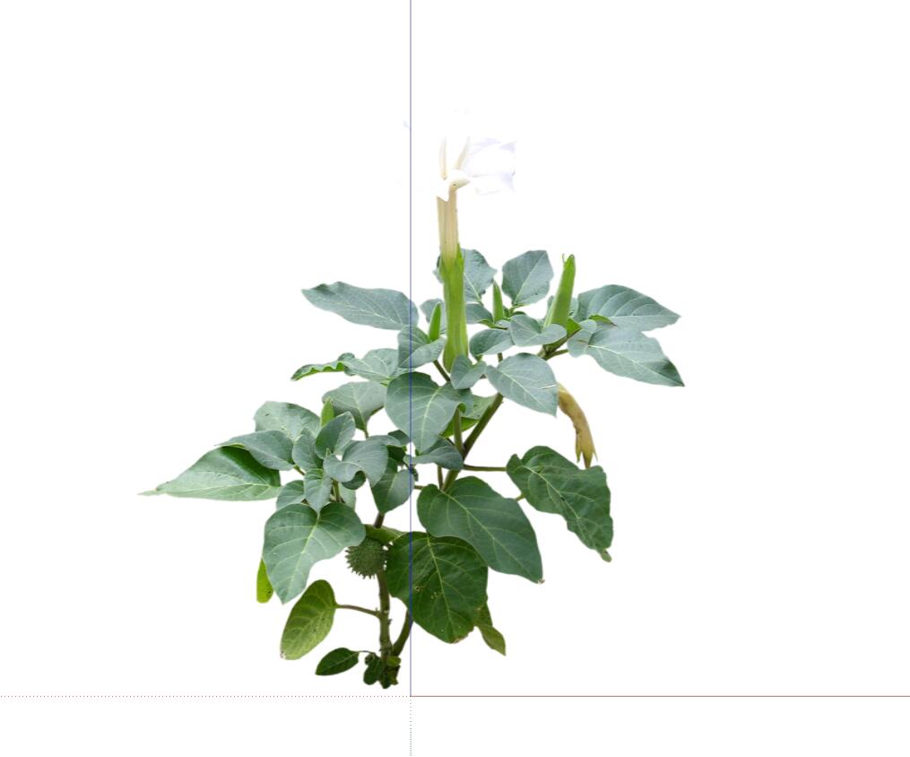 常绿灌木 (54).jpg