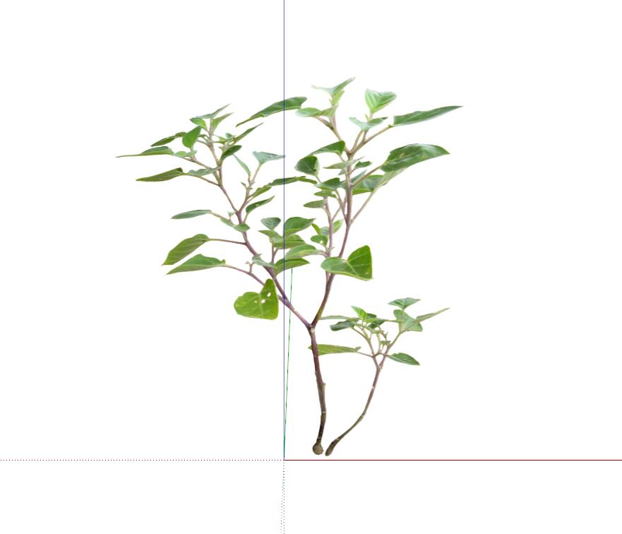 常绿灌木 (130).jpg