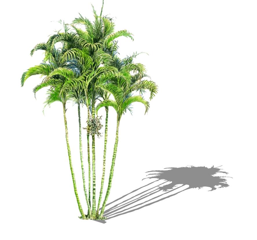 3D热带树 (6)-1