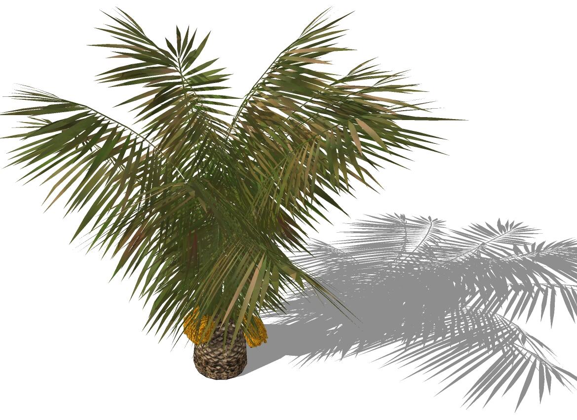 3D热带树 (13).jpg