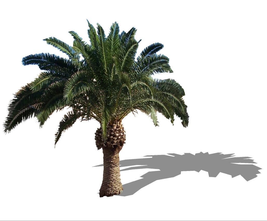 3D热带树 (22).jpg