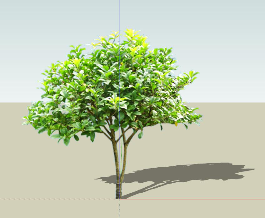 SU常用植物模型 (4).jpg