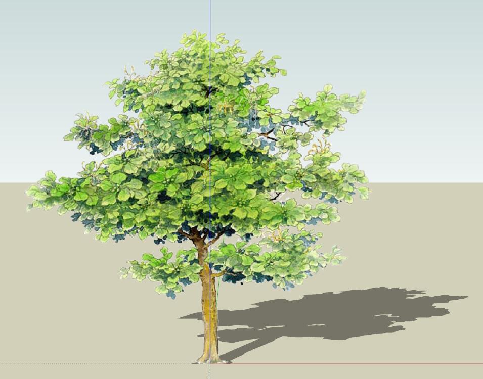 SU常用植物模型 (15).jpg