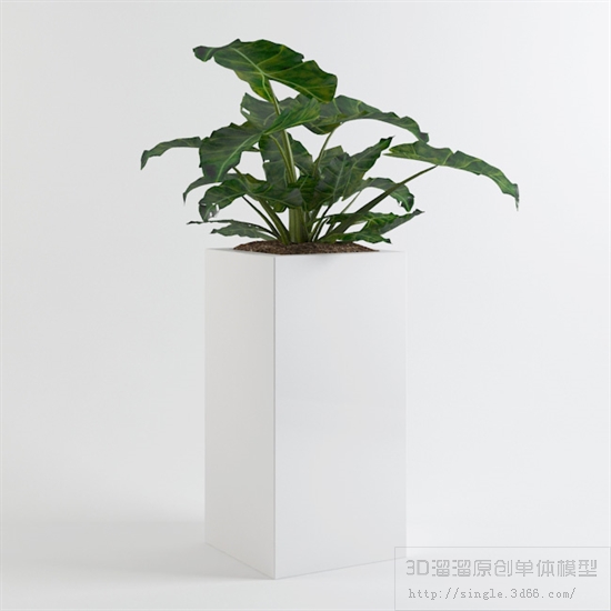 办公酒店植物3Dmax模型 (21).jpg