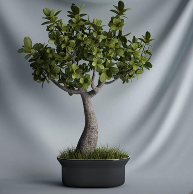 植物 摆件3Dmax模型. (1)-1