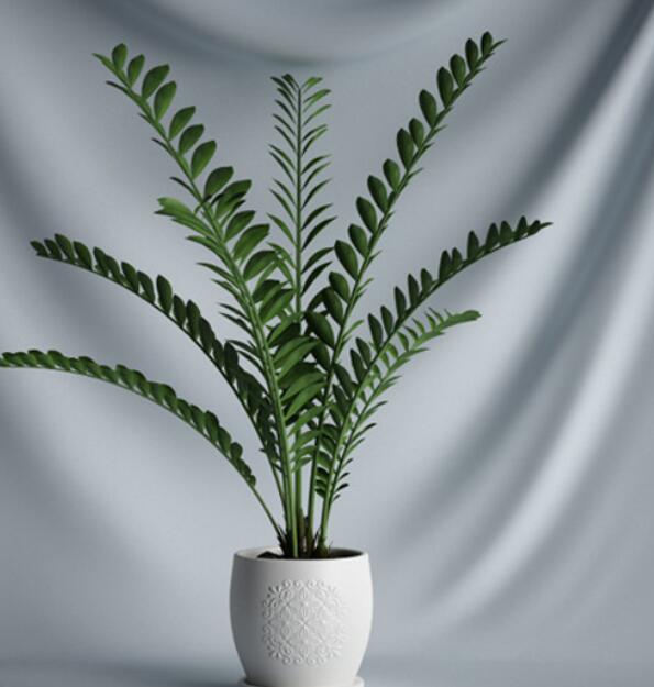 植物 摆件3Dmax模型. (2)-1