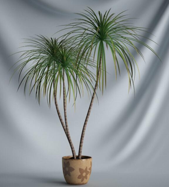植物 摆件3Dmax模型. (3)-1