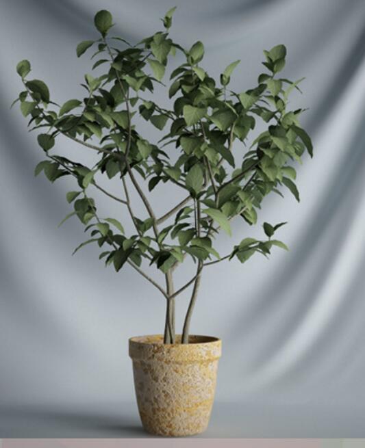 植物 摆件3Dmax模型. (8)-1