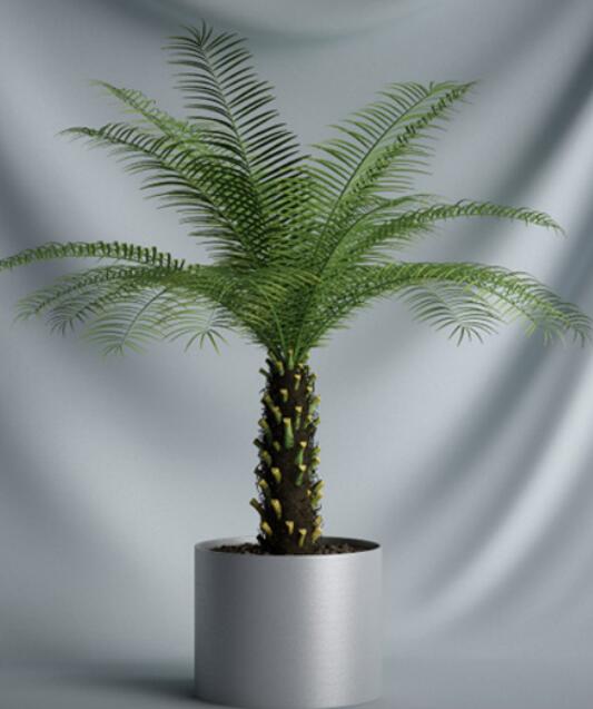 植物 摆件3Dmax模型. (10).jpg