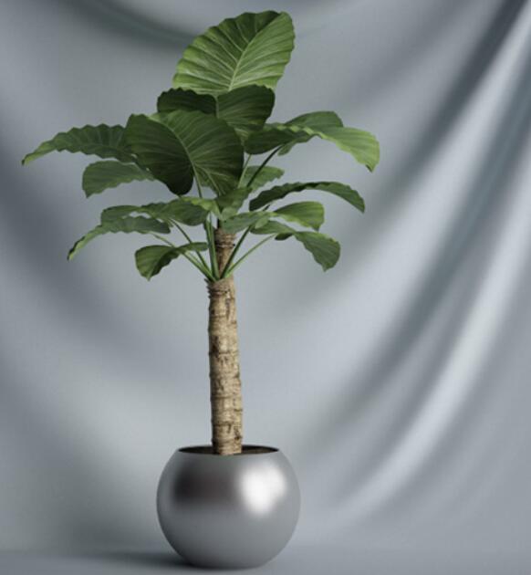植物 摆件3Dmax模型. (15)-1