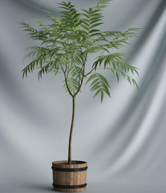 植物 摆件3Dmax模型. (19)-1