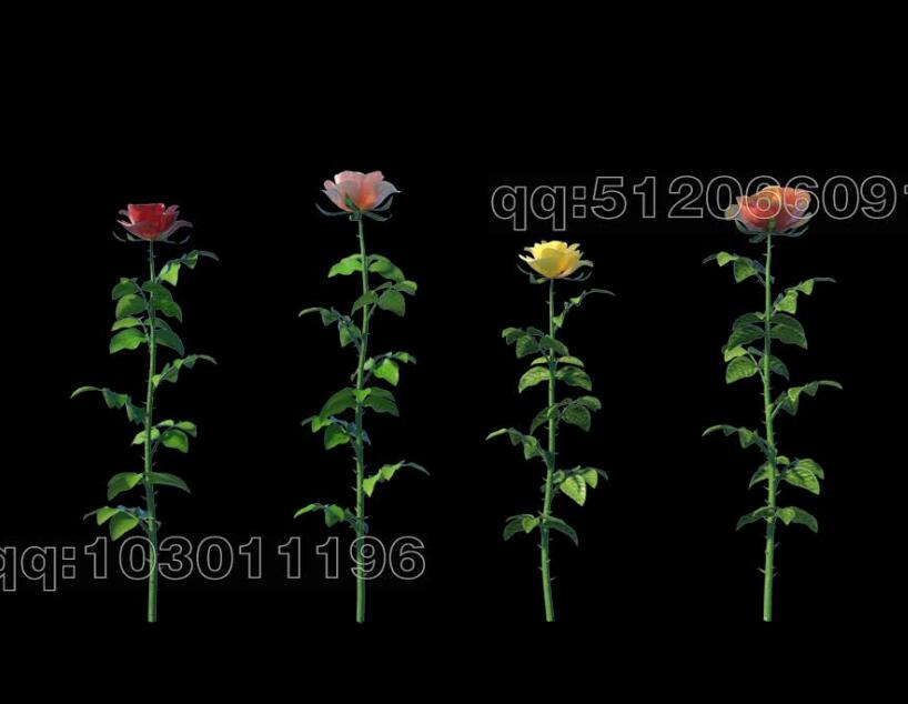 高精度花卉-玫瑰3D模型 (1)-1