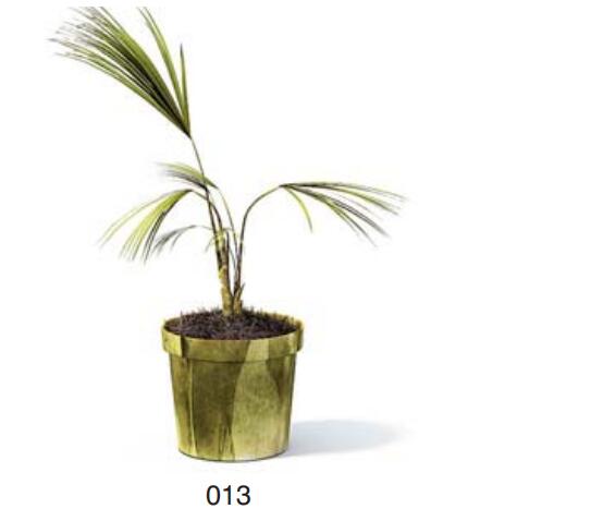小型装饰植物 3Dmax模型. (13)-1