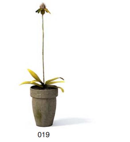 小型装饰植物 3Dmax模型. (19)-1