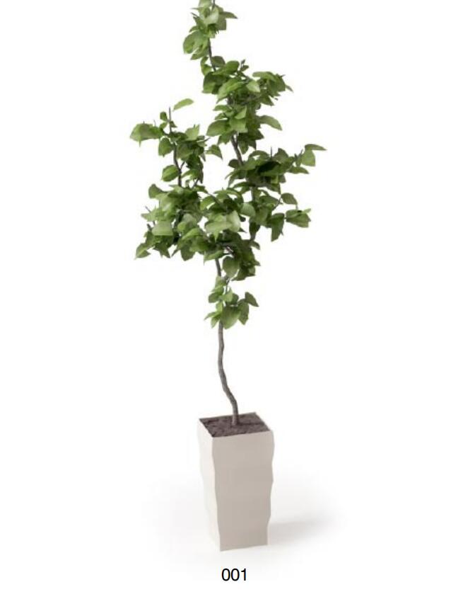 盆栽植物3Dmax模型 (1)-1