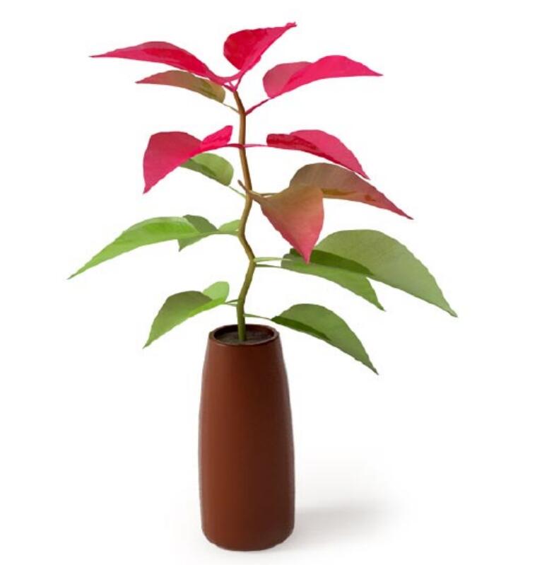 盆栽植物3Dmax模型 (6)-1