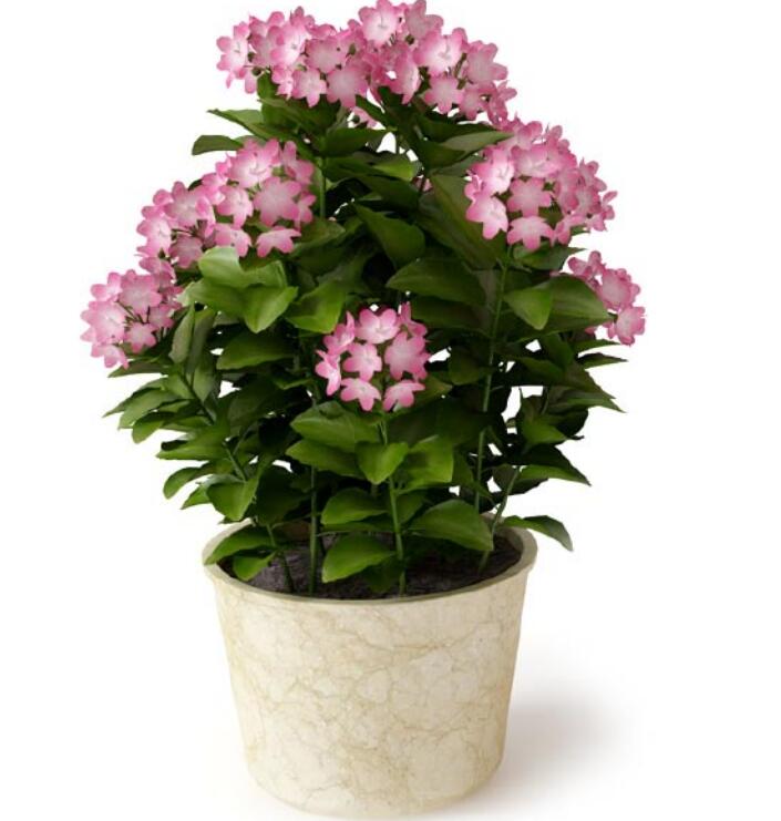 盆栽植物3Dmax模型 (8)-1