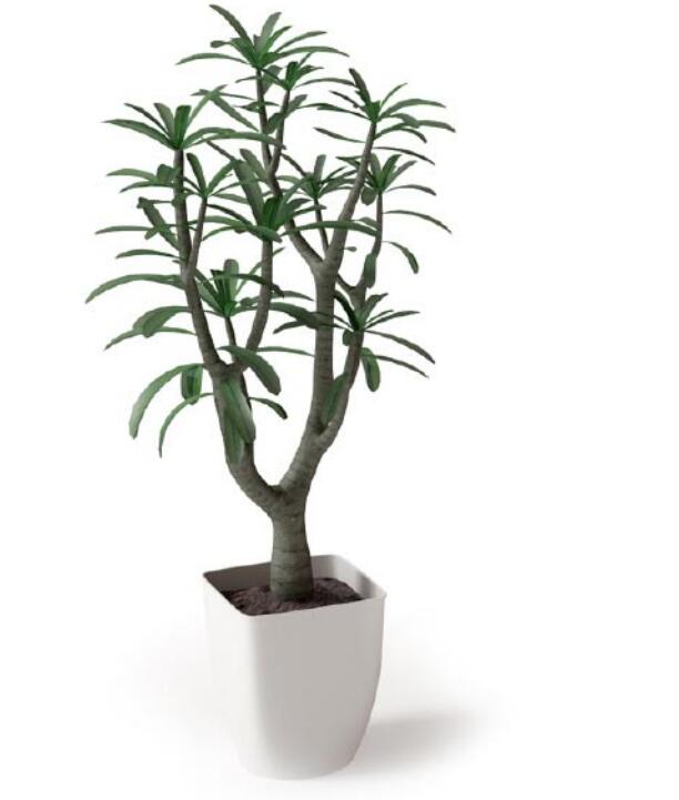 盆栽植物3Dmax模型 (9)-1