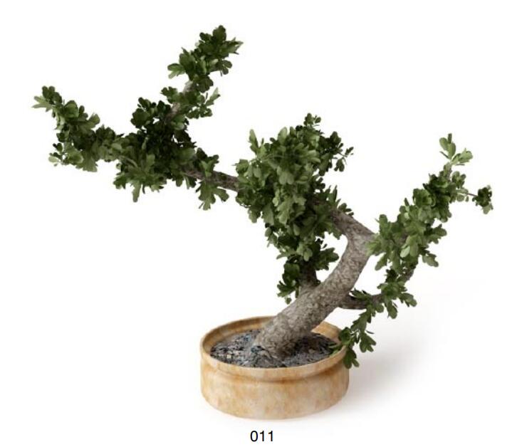 盆栽植物3Dmax模型 (11)-1