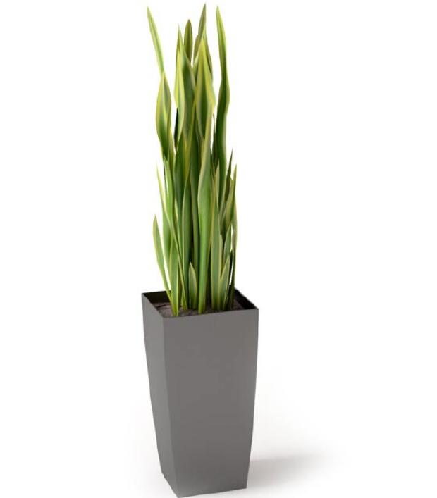 盆栽植物3Dmax模型 (15)-1