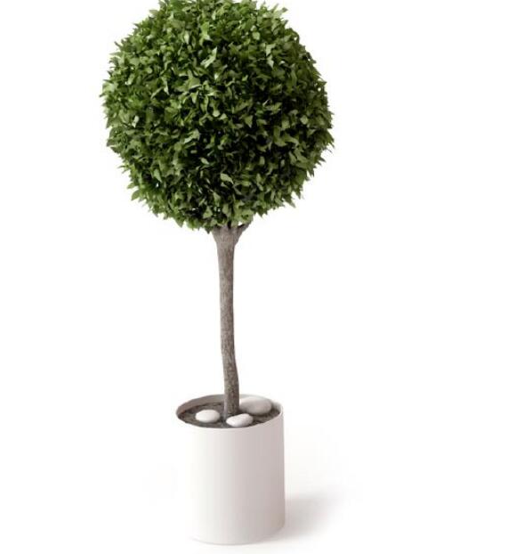 盆栽植物3Dmax模型 (17).jpg