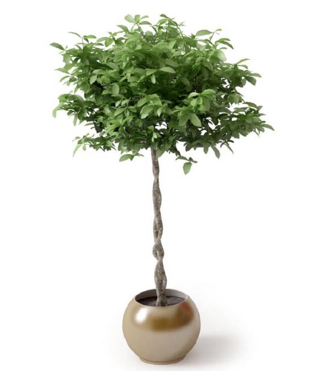盆栽植物3Dmax模型 (20).jpg