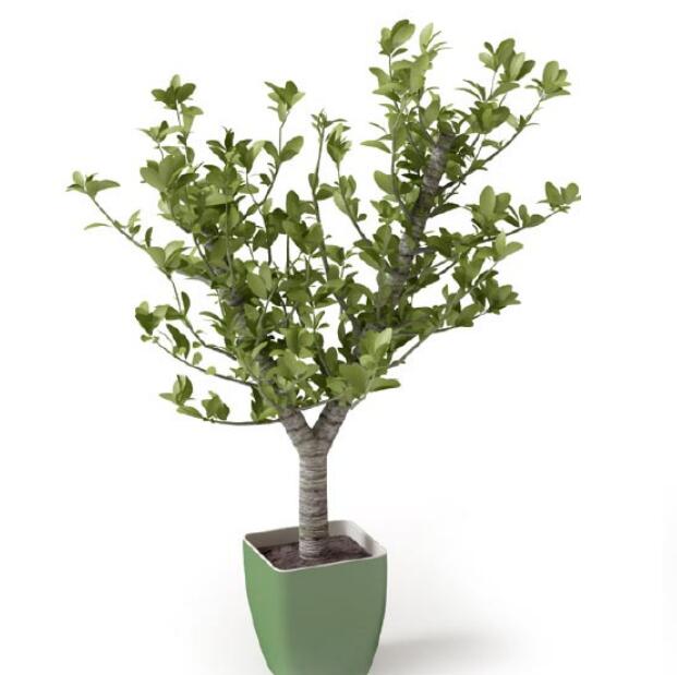 盆栽植物3Dmax模型 (21).jpg