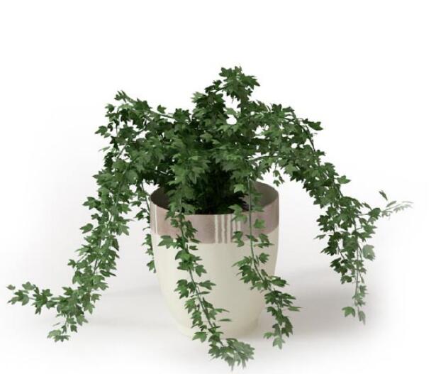 盆栽植物3Dmax模型 (22)-1