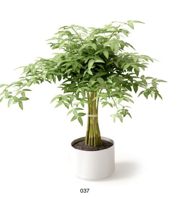盆栽植物3Dmax模型 (37)-1