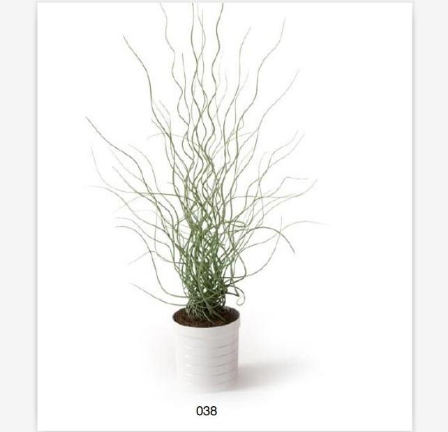 盆栽植物3Dmax模型 (38)-1