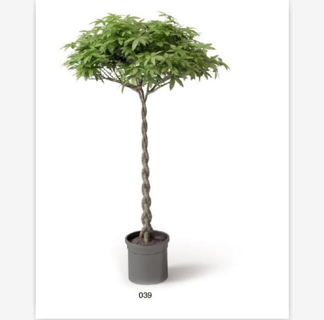 盆栽植物3Dmax模型 (39).jpg