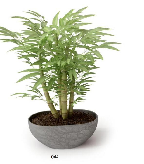 盆栽植物3Dmax模型 (44)-1
