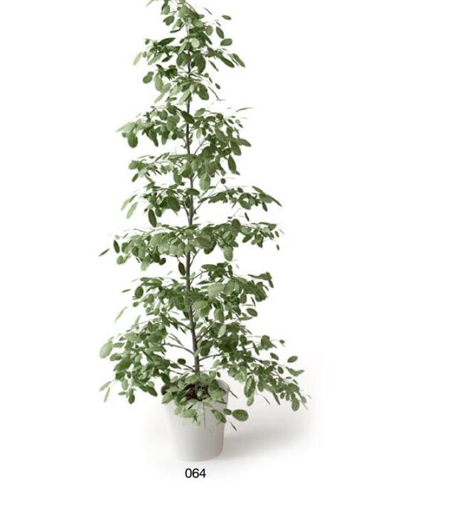 盆栽植物3Dmax模型 (64)-1